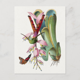 Vintage Birds Illustration Postcard
