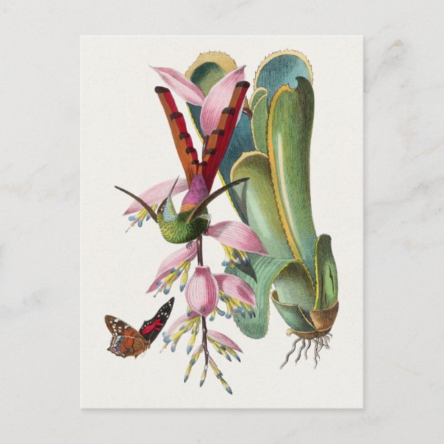 Vintage Birds Illustration Postcard (Front)