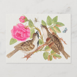 Vintage Birds Illustration Postcard