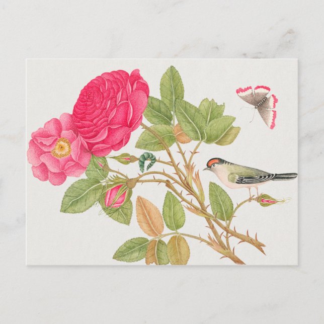 Vintage Birds Illustration Postcard (Front)