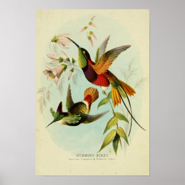 Vintage Birds Illustration Poster (Front)