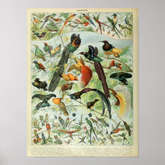 Vintage Birds Illustration Poster (Front)
