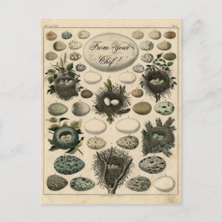 Vintage Birds Nests Egg illustration -Post Card