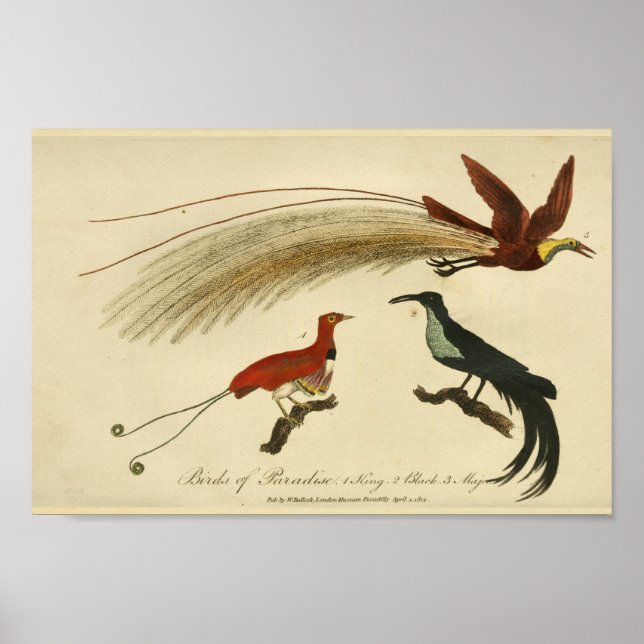 Vintage Birds of Paradise Natural History Print (Front)