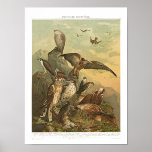 Vintage Birds of Prey Print Poster