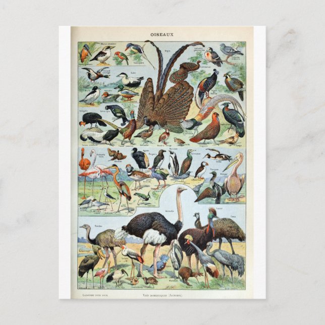 Vintage Birds of the World Postcard (Front)