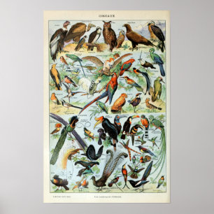 Vintage Birds of the World Poster