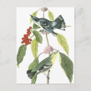 Vintage birds on a branch...postcard postcard
