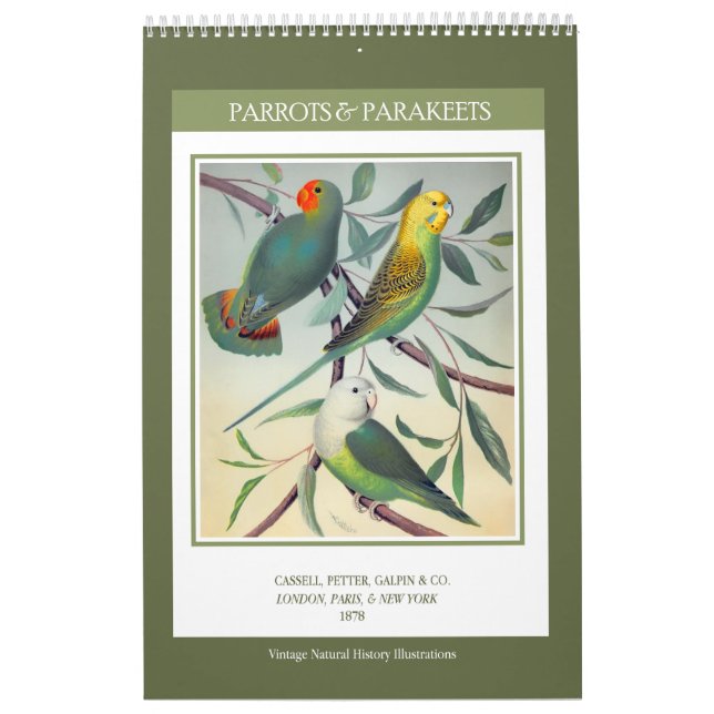 Vintage Birds - Parrots and Parakeets 2026 Calendar (Cover)