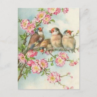 Vintage Birds Postcard