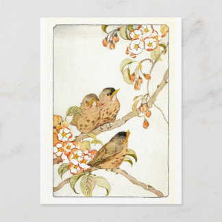 Vintage Birds Postcard