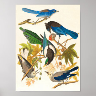 Vintage Birds Print