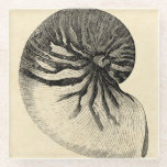 Vintage Black and White Conch Shell Glass Coaster<br><div class="desc">Get this unique black and white Conch seashell image on your next product. This amazing,  sepia background with a Black and White Conch will look great on anything. Take the beach with you everywhere you go.</div>