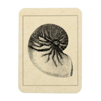Vintage Black and White Conch Shell