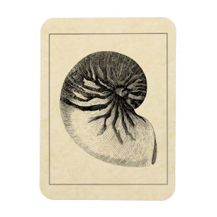 Vintage Black and White Conch Shell Magnet