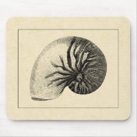 Vintage Black and White Conch Shell
