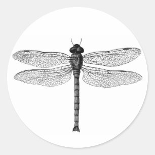 Vintage Black and White Dragonfly Illustration Classic Round Sticker