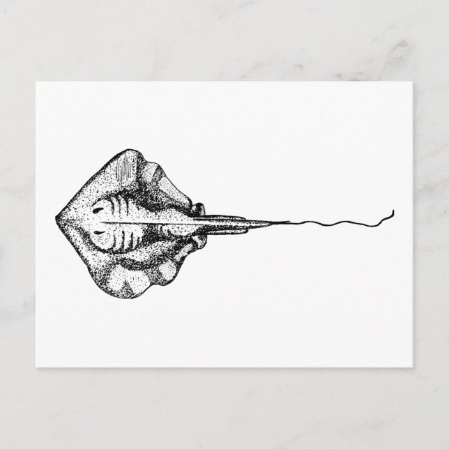 Vintage Black and White Stingray Illustration Postcard (Front)