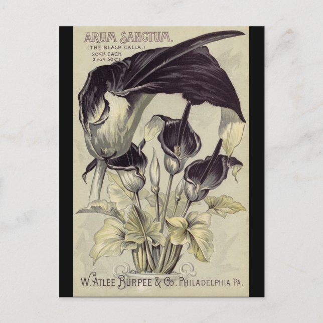 Vintage Black Calla Lilies Postcard (Front)