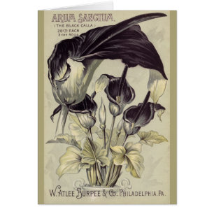 Vintage Black Calla Lillies