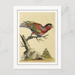  Vintage Black-capped Lory Parrot Bird Postcard