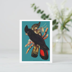 Vintage Black Cockatoo   Elizabeth Gould 1800s Pos Postcard