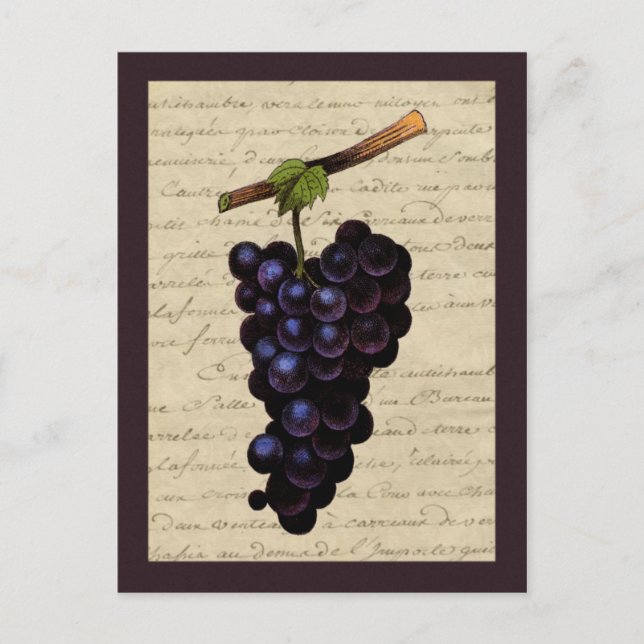 Vintage Black Grapes Postcard (Front)