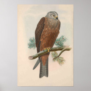 Vintage Black kite Bird Poster