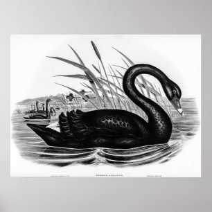 Vintage Black Swan  Poster