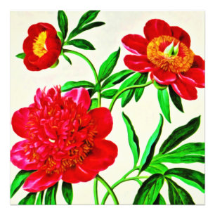 Vintage Bloom Peonies Floral Watercolor Photo Print