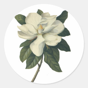 Vintage Blooming White Magnolia Blossom Flowers Classic Round Sticker