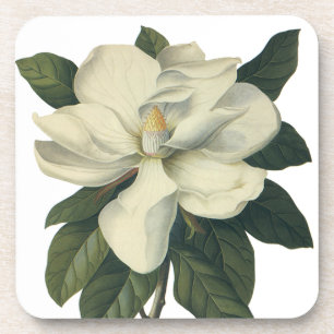 Vintage Blooming White Magnolia Blossom Flowers Coaster