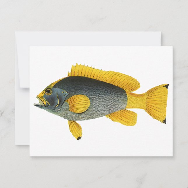 Vintage Blue and Yellow Grouper Fish, Marine Life (Front)