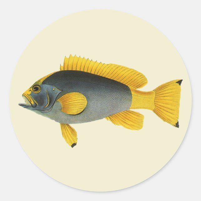 Vintage Blue and Yellow Grouper Fish, Marine Life Classic Round Sticker (Front)