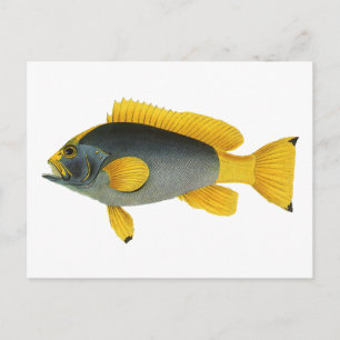 Vintage Blue and Yellow Grouper Fish, Marine Life Postcard