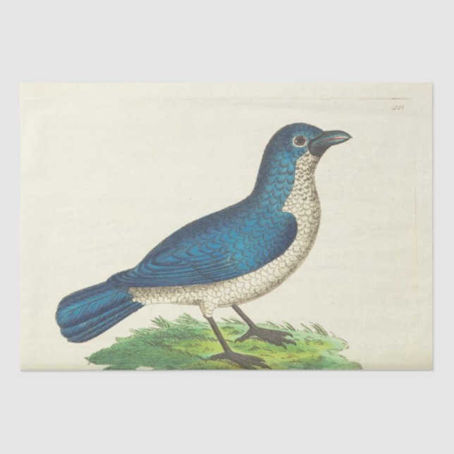 Vintage Blue Bird Ephemera Decoupage Tissue Paper (Front)