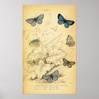 Vintage Blue Butterflies Poster