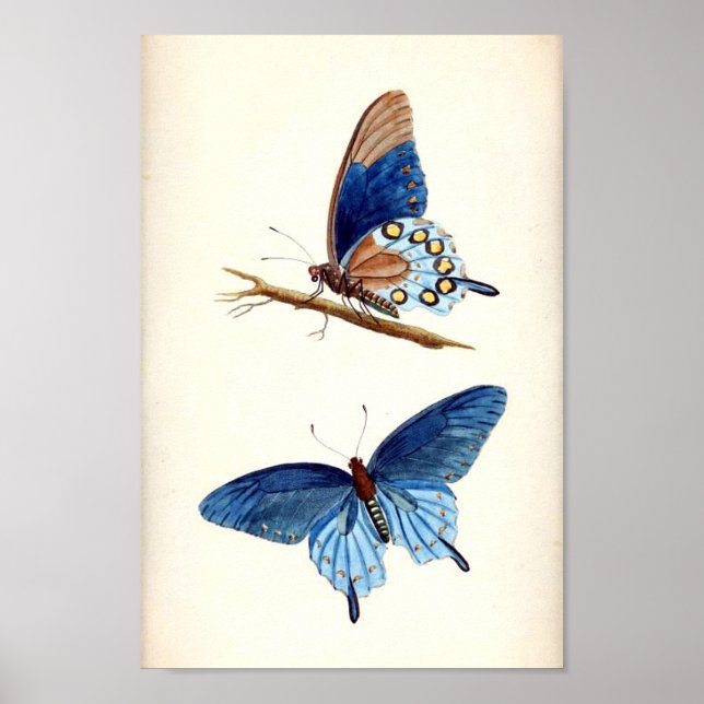 Vintage Blue Butterflies Poster (Front)