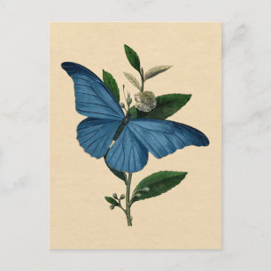 Vintage Blue Butterfly Postcard