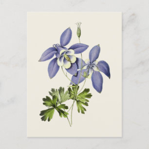Vintage Blue Columbine Flower Illustration Postcard