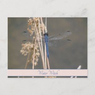 Vintage Blue Dragonfly Custom Botanical Note Postcard