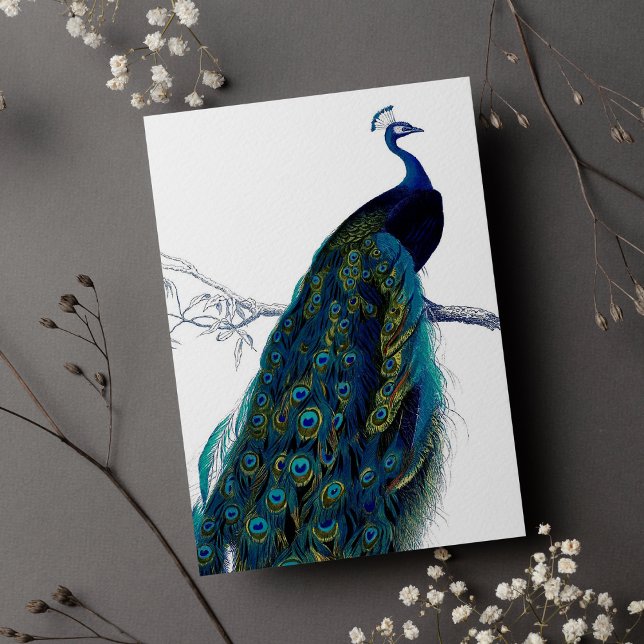 Vintage Blue Elegant Colourful Peacock (Vintage Blue Elegant Colorful Peacock)