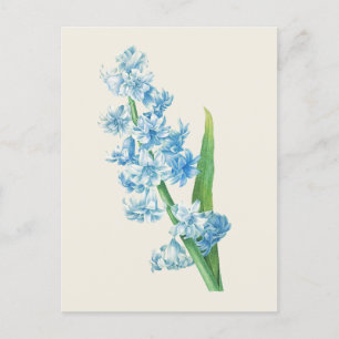 Vintage Blue Hyacinth Botanical Illustration Postcard