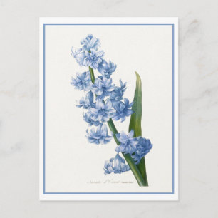 Vintage Blue Hyacinth Postcard