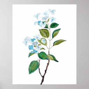 vintage blue hydrangea flowers poster