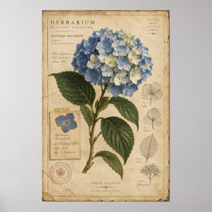 Vintage Blue Hydrangea Herbarium Wall Art