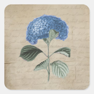 Vintage Blue Hydrangea on Old Parchment Square Sticker