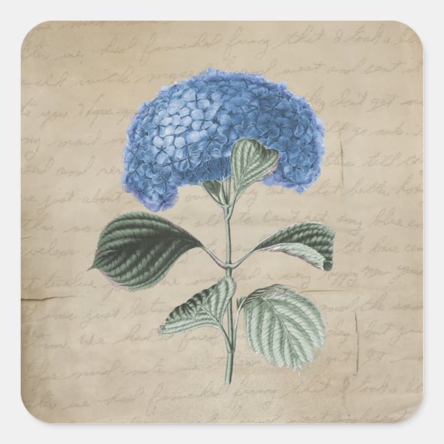 Vintage Blue Hydrangea on Old Parchment Square Sticker (Front)