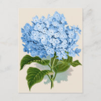 Vintage Blue Hydrangea