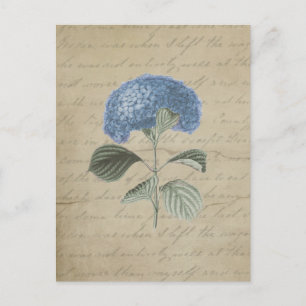 Vintage Blue Hydrangea with Antique Calligraphy Postcard